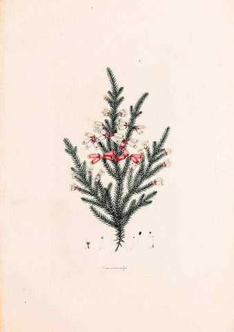 Reproducción/Reproduction 49157122858: Coloured engravings of heaths :. London :Published by the Author. Printed by T. Bensley,1802-09 [1830?]. 