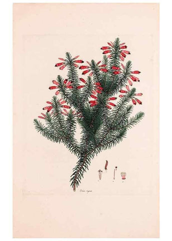 Reproducción/Reproduction 49157123183: Coloured engravings of heaths :. London :Published by the Author. Printed by T. Bensley,1802-09 [1830?]. 