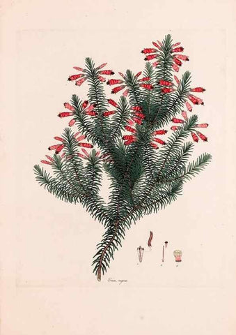 Reproducción/Reproduction 49157123183: Coloured engravings of heaths :. London :Published by the Author. Printed by T. Bensley,1802-09 [1830?]. 