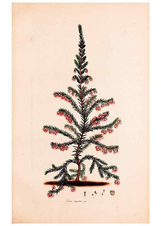Reproducción/Reproduction 49157612356: Coloured engravings of heaths :. London :Published by the Author. Printed by T. Bensley,1802-09 [1830?]. 