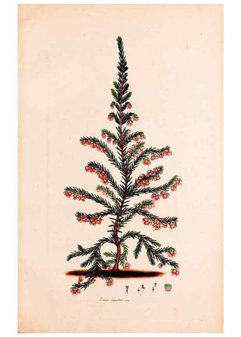 Reproducción/Reproduction 49157612356: Coloured engravings of heaths :. London :Published by the Author. Printed by T. Bensley,1802-09 [1830?]. 