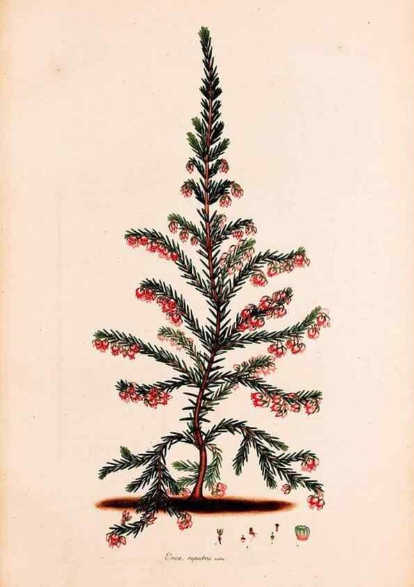 Reproducción/Reproduction 49157612356: Coloured engravings of heaths :. London :Published by the Author. Printed by T. Bensley,1802-09 [1830?]. 
