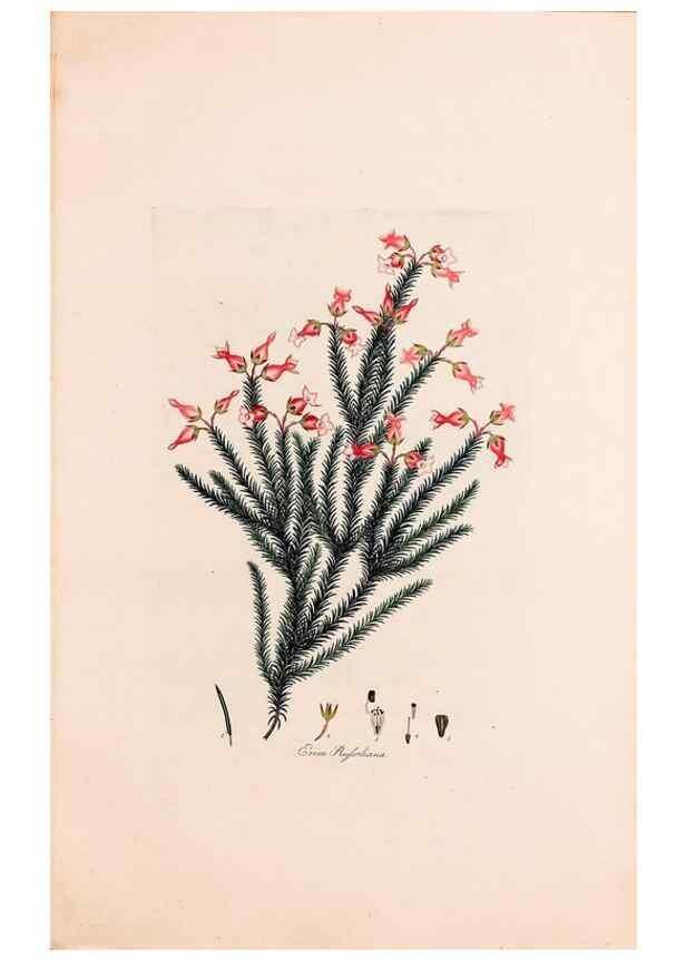 Reproducción/Reproduction 49157833692: Coloured engravings of heaths :. London :Published by the Author. Printed by T. Bensley,1802-09 [1830?]. 