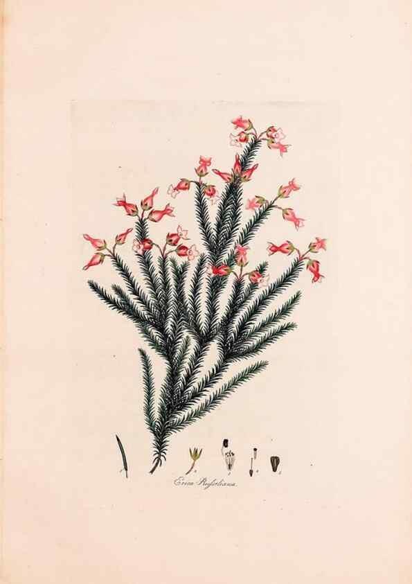 Reproducción/Reproduction 49157833692: Coloured engravings of heaths :. London :Published by the Author. Printed by T. Bensley,1802-09 [1830?]. 