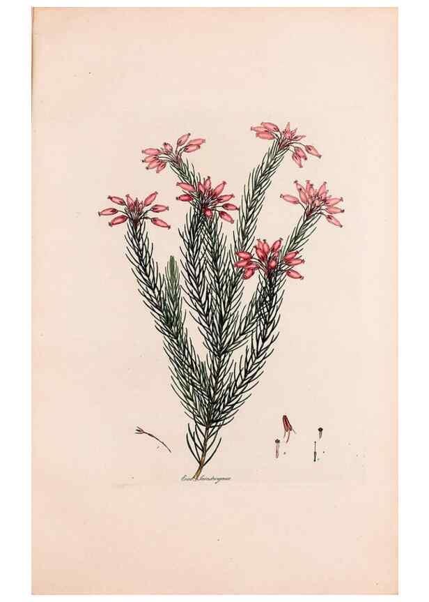 Reproducción/Reproduction 49157124153: Coloured engravings of heaths :. London :Published by the Author. Printed by T. Bensley,1802-09 [1830?]. 