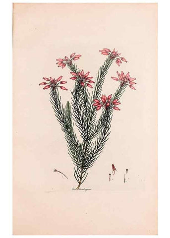Reproducción/Reproduction 49157124153: Coloured engravings of heaths :. London :Published by the Author. Printed by T. Bensley,1802-09 [1830?]. 