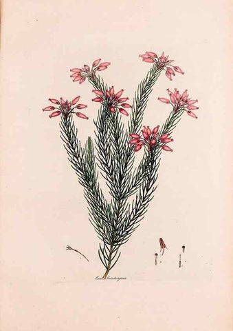 Reproducción/Reproduction 49157124153: Coloured engravings of heaths :. London :Published by the Author. Printed by T. Bensley,1802-09 [1830?]. 