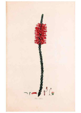 Reproducción/Reproduction 49157834437: Coloured engravings of heaths :. London :Published by the Author. Printed by T. Bensley,1802-09 [1830?]. 