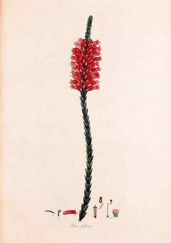 Reproducción/Reproduction 49157834437: Coloured engravings of heaths :. London :Published by the Author. Printed by T. Bensley,1802-09 [1830?]. 