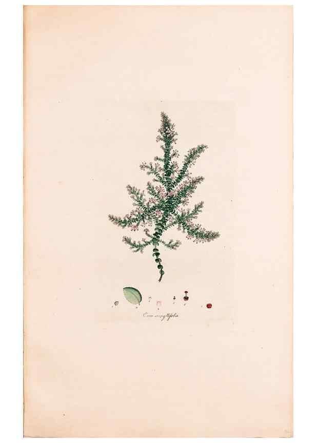 Reproducción/Reproduction 49157834777: Coloured engravings of heaths :. London :Published by the Author. Printed by T. Bensley,1802-09 [1830?]. 