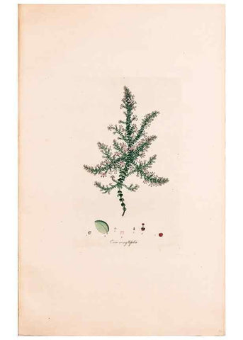 Reproducción/Reproduction 49157834777: Coloured engravings of heaths :. London :Published by the Author. Printed by T. Bensley,1802-09 [1830?]. 