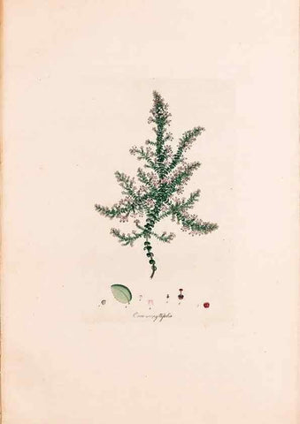 Reproducción/Reproduction 49157834777: Coloured engravings of heaths :. London :Published by the Author. Printed by T. Bensley,1802-09 [1830?]. 
