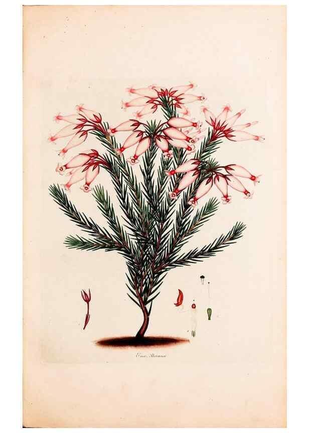 Reproducción/Reproduction 49157125113: Coloured engravings of heaths :. London :Published by the Author. Printed by T. Bensley,1802-09 [1830?]. 