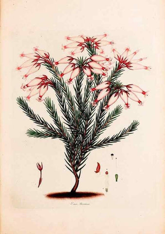 Reproducción/Reproduction 49157125113: Coloured engravings of heaths :. London :Published by the Author. Printed by T. Bensley,1802-09 [1830?]. 