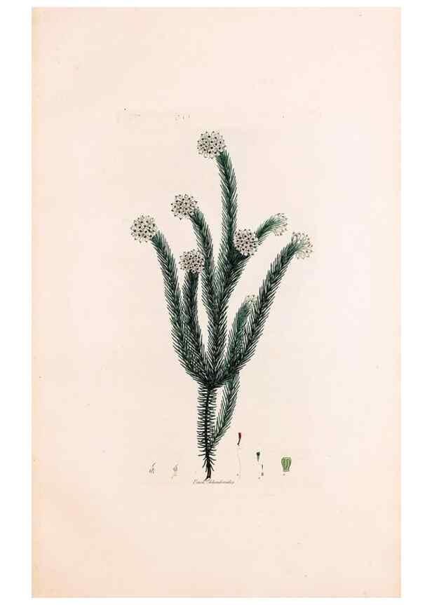 Reproducción/Reproduction 49157125423: Coloured engravings of heaths :. London :Published by the Author. Printed by T. Bensley,1802-09 [1830?]. 