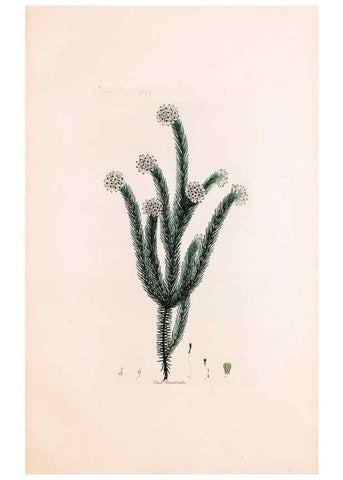Reproducción/Reproduction 49157125423: Coloured engravings of heaths :. London :Published by the Author. Printed by T. Bensley,1802-09 [1830?]. 