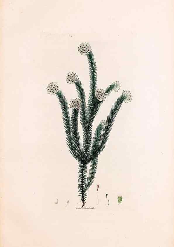 Reproducción/Reproduction 49157125423: Coloured engravings of heaths :. London :Published by the Author. Printed by T. Bensley,1802-09 [1830?]. 