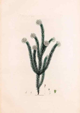 Reproducción/Reproduction 49157125423: Coloured engravings of heaths :. London :Published by the Author. Printed by T. Bensley,1802-09 [1830?]. 