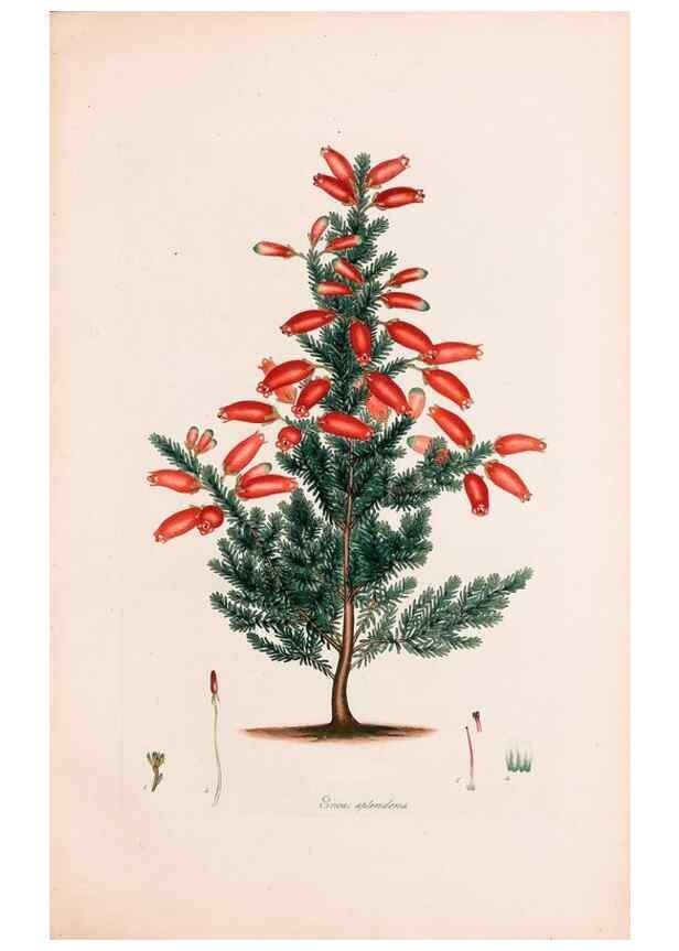 Reproducción/Reproduction 49157614681: Coloured engravings of heaths :. London :Published by the Author. Printed by T. Bensley,1802-09 [1830?]. 