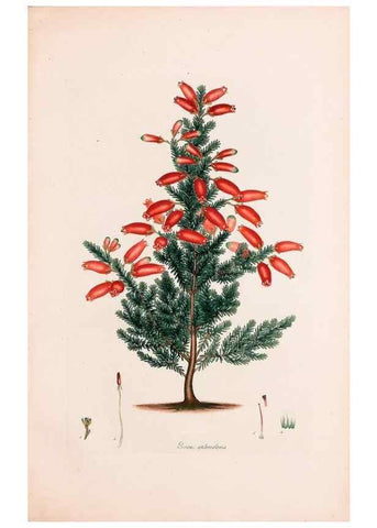 Reproducción/Reproduction 49157614681: Coloured engravings of heaths :. London :Published by the Author. Printed by T. Bensley,1802-09 [1830?]. 