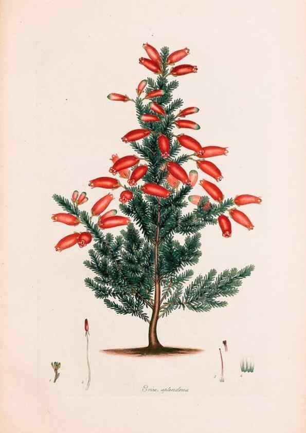 Reproducción/Reproduction 49157614681: Coloured engravings of heaths :. London :Published by the Author. Printed by T. Bensley,1802-09 [1830?]. 