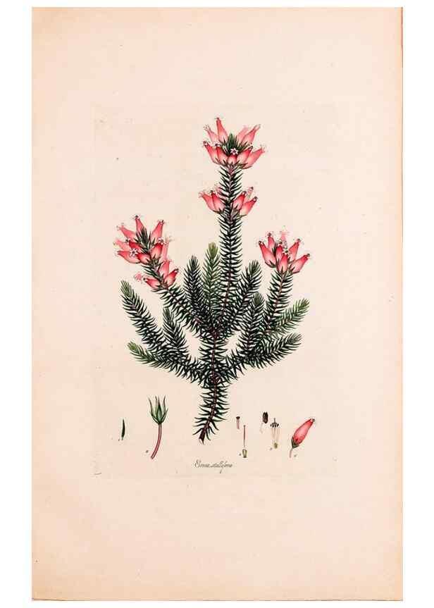 Reproducción/Reproduction 49157126128: Coloured engravings of heaths :. London :Published by the Author. Printed by T. Bensley,1802-09 [1830?]. 