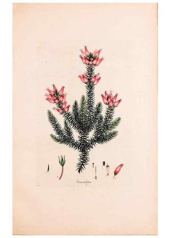 Reproducción/Reproduction 49157126128: Coloured engravings of heaths :. London :Published by the Author. Printed by T. Bensley,1802-09 [1830?]. 