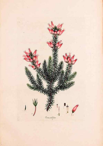 Reproducción/Reproduction 49157126128: Coloured engravings of heaths :. London :Published by the Author. Printed by T. Bensley,1802-09 [1830?]. 