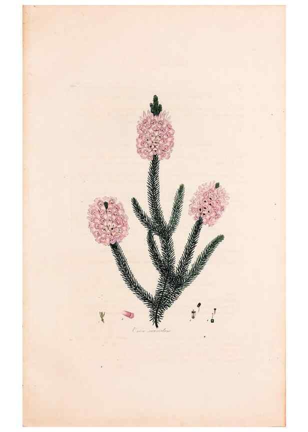 Reproducción/Reproduction 49157615241: Coloured engravings of heaths :. London :Published by the Author. Printed by T. Bensley,1802-09 [1830?]. 