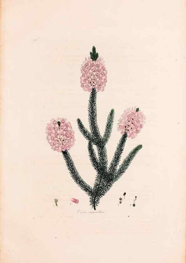 Reproducción/Reproduction 49157615241: Coloured engravings of heaths :. London :Published by the Author. Printed by T. Bensley,1802-09 [1830?]. 