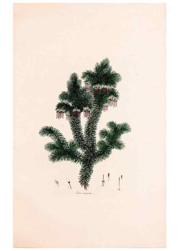 Reproducción/Reproduction 49157831517: Coloured engravings of heaths :. London :Published by the Author. Printed by T. Bensley,1802-09 [1830?]. 
