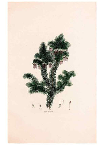 Reproducción/Reproduction 49157831517: Coloured engravings of heaths :. London :Published by the Author. Printed by T. Bensley,1802-09 [1830?]. 