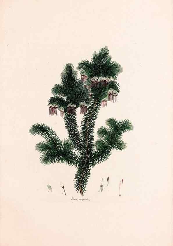 Reproducción/Reproduction 49157831517: Coloured engravings of heaths :. London :Published by the Author. Printed by T. Bensley,1802-09 [1830?]. 