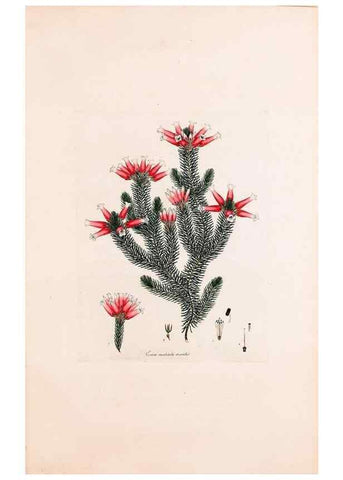 Reproducción/Reproduction 49157610461: Coloured engravings of heaths :. London :Published by the Author. Printed by T. Bensley,1802-09 [1830?]. 