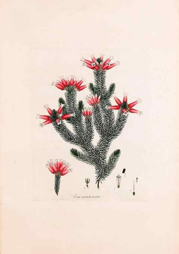 Reproducción/Reproduction 49157610461: Coloured engravings of heaths :. London :Published by the Author. Printed by T. Bensley,1802-09 [1830?]. 