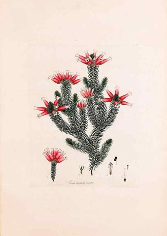 Reproducción/Reproduction 49157610461: Coloured engravings of heaths :. London :Published by the Author. Printed by T. Bensley,1802-09 [1830?]. 