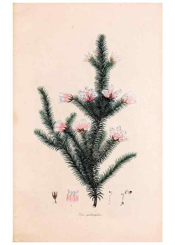 Reproducción/Reproduction 49157121158: Coloured engravings of heaths :. London :Published by the Author. Printed by T. Bensley,1802-09 [1830?]. 