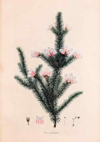 Reproducción/Reproduction 49157121158: Coloured engravings of heaths :. London :Published by the Author. Printed by T. Bensley,1802-09 [1830?]. 