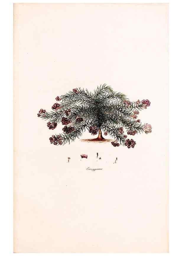 Reproducción/Reproduction 49157609831: Coloured engravings of heaths :. London :Published by the Author. Printed by T. Bensley,1802-09 [1830?]. 