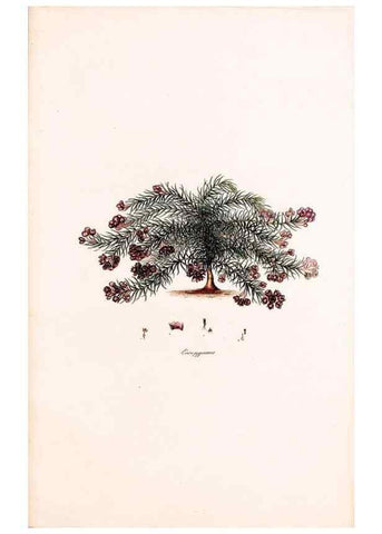 Reproducción/Reproduction 49157609831: Coloured engravings of heaths :. London :Published by the Author. Printed by T. Bensley,1802-09 [1830?]. 