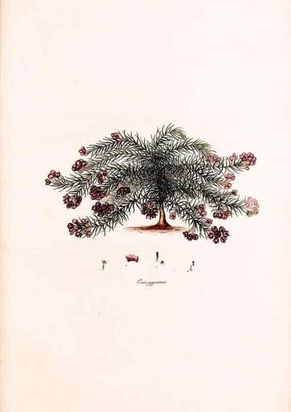 Reproducción/Reproduction 49157609831: Coloured engravings of heaths :. London :Published by the Author. Printed by T. Bensley,1802-09 [1830?]. 