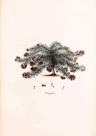 Reproducción/Reproduction 49157609831: Coloured engravings of heaths :. London :Published by the Author. Printed by T. Bensley,1802-09 [1830?]. 