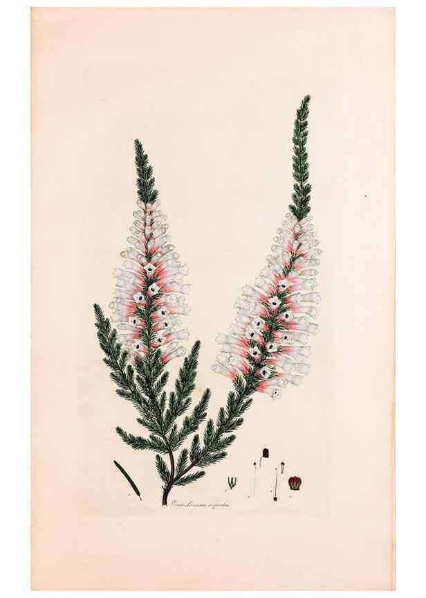 Reproducción/Reproduction 49157597471: Coloured engravings of heaths :. London :Published by the Author. Printed by T. Bensley,1802-09 [1830?]. 