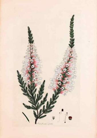 Reproducción/Reproduction 49157597471: Coloured engravings of heaths :. London :Published by the Author. Printed by T. Bensley,1802-09 [1830?]. 