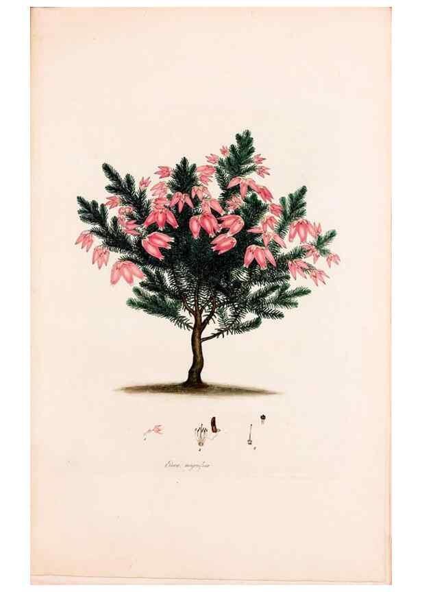 Reproducción/Reproduction 49157108858: Coloured engravings of heaths :. London :Published by the Author. Printed by T. Bensley,1802-09 [1830?]. 