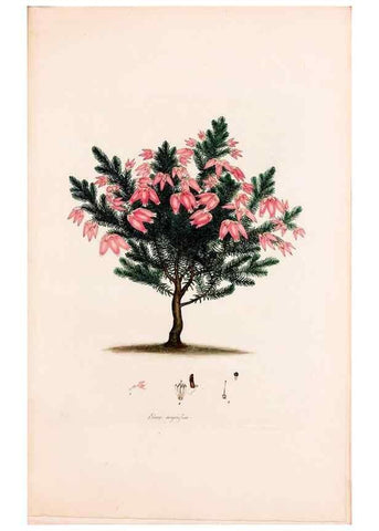 Reproducción/Reproduction 49157108858: Coloured engravings of heaths :. London :Published by the Author. Printed by T. Bensley,1802-09 [1830?]. 