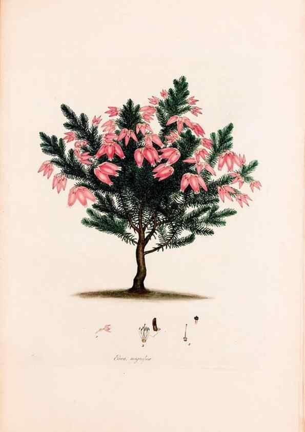 Reproducción/Reproduction 49157108858: Coloured engravings of heaths :. London :Published by the Author. Printed by T. Bensley,1802-09 [1830?]. 