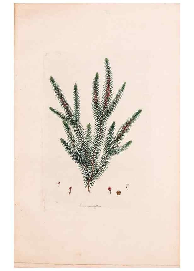Reproducción/Reproduction 49157109193: Coloured engravings of heaths :. London :Published by the Author. Printed by T. Bensley,1802-09 [1830?]. 