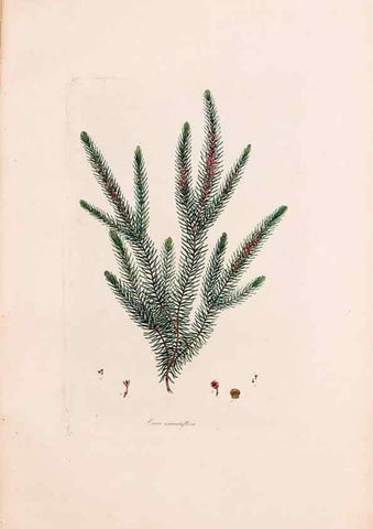 Reproducción/Reproduction 49157109193: Coloured engravings of heaths :. London :Published by the Author. Printed by T. Bensley,1802-09 [1830?]. 
