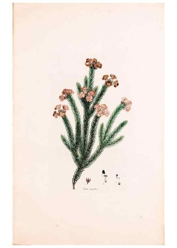 Reproducción/Reproduction 49157818527: Coloured engravings of heaths :. London :Published by the Author. Printed by T. Bensley,1802-09 [1830?]. 
